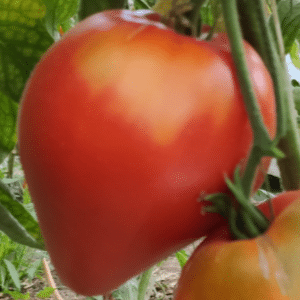rosii tomate