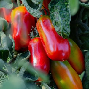 tomate